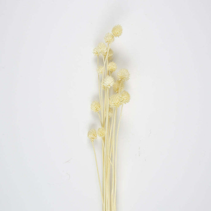 Bouquet de chardons séchés 60 cm,Farfouil en fÃªte,Fleurs séchées