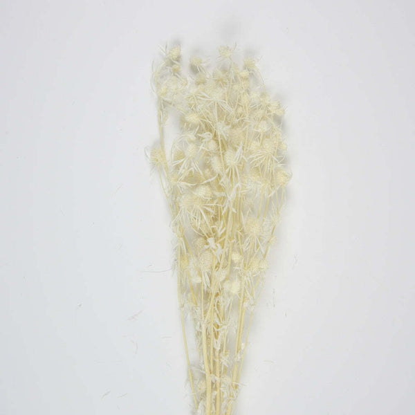 Bouquet de chardons séchés blanc 60 cm,Farfouil en fÃªte,Fleurs séchées